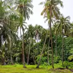 Mendorong Kemandirian Ekonomi Petani Lokal